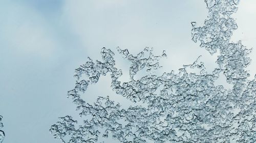 Low angle view of trees against sky