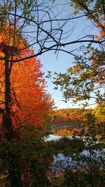 Trees in park