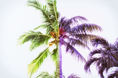 Low angle view of coconut palm tree against sky