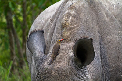 Bird on rhinoceros