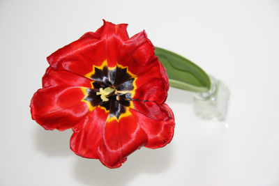 Close-up of red flower