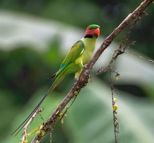 Close-up of parrot perching on tree