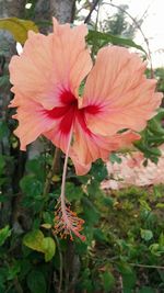 Close-up of pink hibiscus blooming outdoors