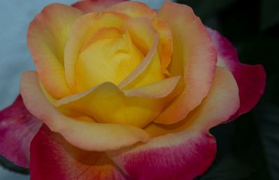 Close-up of rose flower