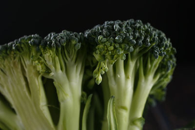 Close-up of flowering plant against black background