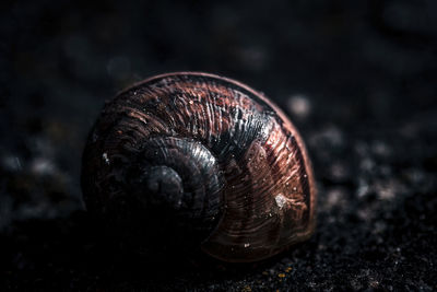 Close-up of snail