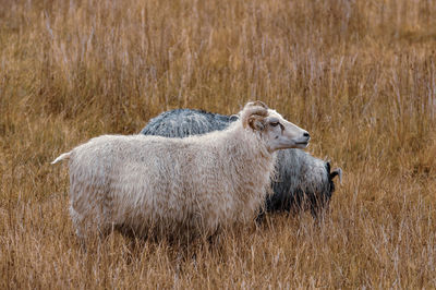 Icelandic sheep and ram on the field.