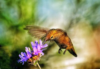 Hummingbird feeding on purple flower 