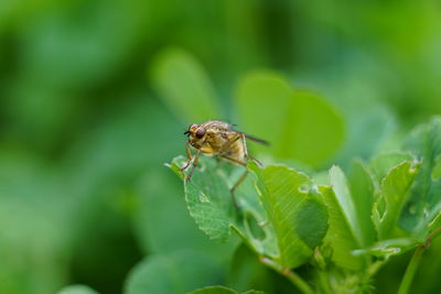 Close-up of fly on leaf