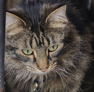 Close-up portrait of a cat