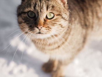 Close-up portrait of cat