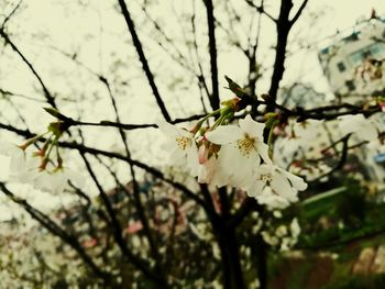 Low angle view of flowers on branch