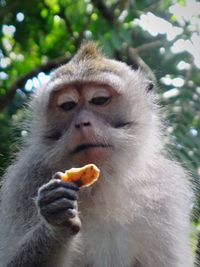 Close-up of monkey on tree