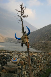 Lizard on mountain against sky