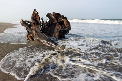 Driftwood on beach