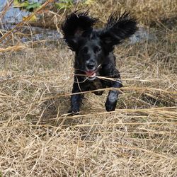 Portrait of black dog on field