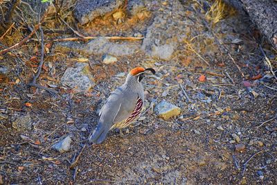 High angle view of birds on field