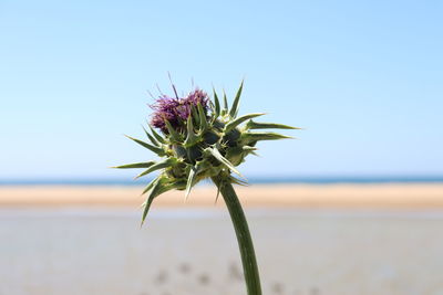 Close-up of pink flowering plant against clear sky