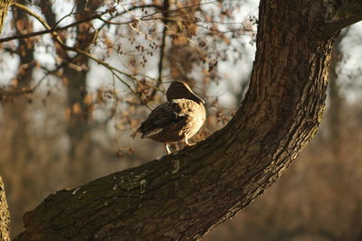 Close-up of bird perching on tree