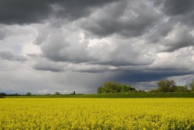 Scenic view of oilseed rape field against cloudy sky