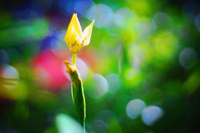 Close-up of plant against blurred background