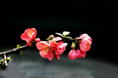 Close-up of pink flowers