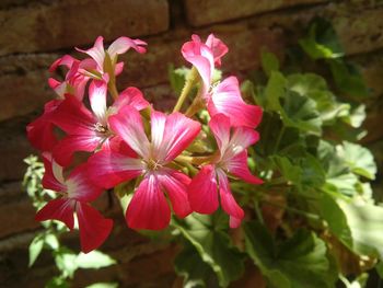 Close-up of pink flowers