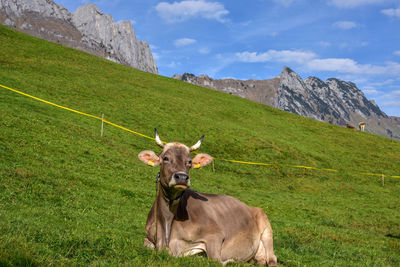 Horse grazing on field against sky