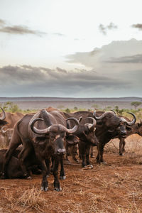 Water buffaloes on field during sunset