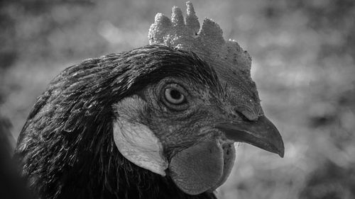 Close-up of a bird