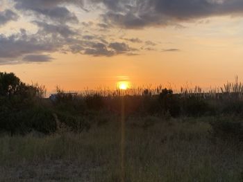 Plants growing on land against sky during sunset
