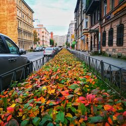 Autumn leaves in city