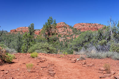 Plants growing on land against clear blue sky