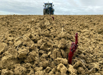 Cuttings of grapes in waxing planted plowed field