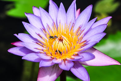 Close-up of bee pollinating flower