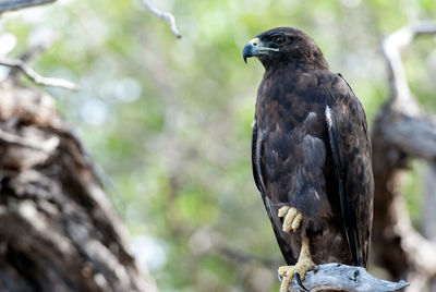 Close-up of kite