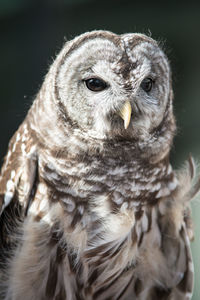 Close-up portrait of owl