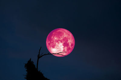 Low angle view of silhouette tree against sky at night