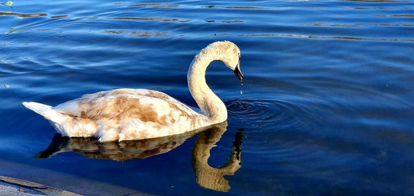 High angle view of swan swimming in lake