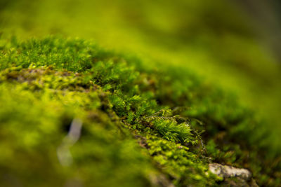 Close-up of moss on tree