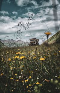 Yellow flowers on field against sky