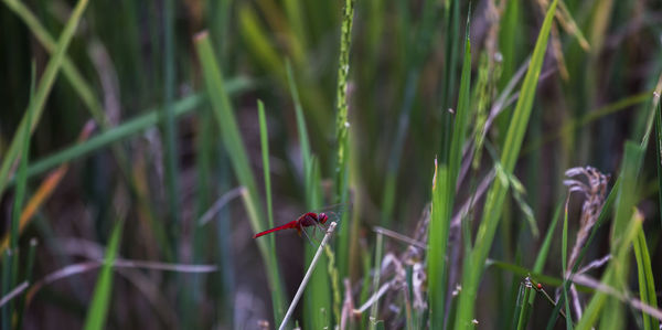 Close-up of insect on plant