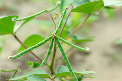 Close-up of plant