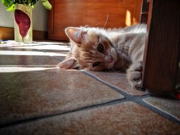 Close-up of a cat resting on tiled floor