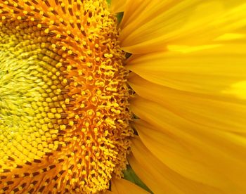 Close-up of yellow flower