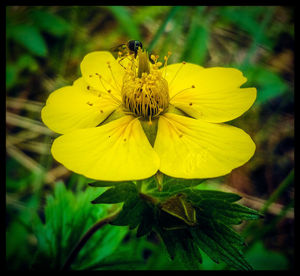 flower