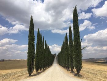 Panoramic view of trees on field against sky