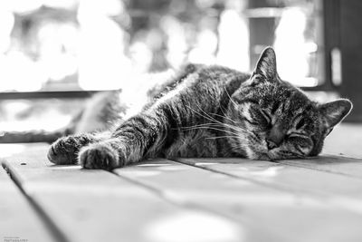 Close-up of cat lying on hardwood floor