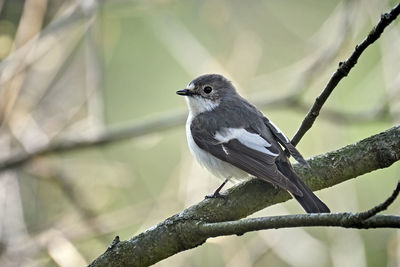 Close-up of bird perching on branch