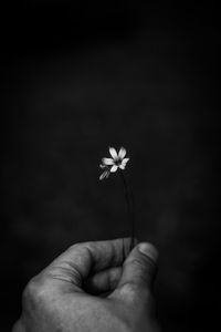 Close-up of hand holding dandelion against black background